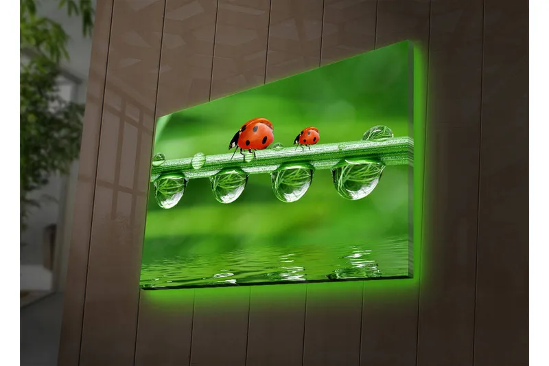 Canvastavla med LED-belysning 45x70 cm - Nyckelpigor på en grön gräslina med vattendroppar - Grön / Röd / Transparent - Inredning & dekor - Tavlor & konst - Canvastavla