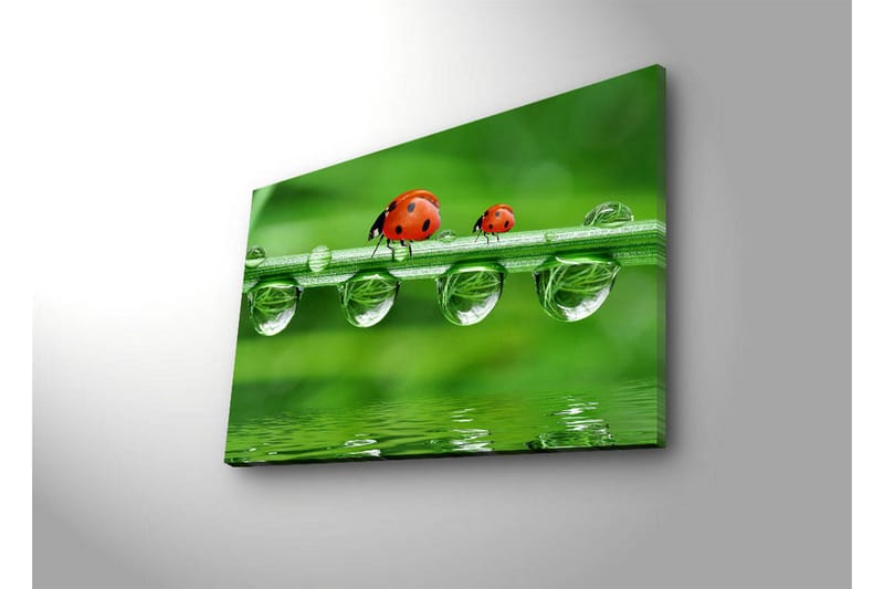 Canvastavla med LED-belysning 45x70 cm - Nyckelpigor på en grön gräslina med vattendroppar - Grön / Röd / Transparent - Inredning & dekor - Tavlor & konst - Canvastavla