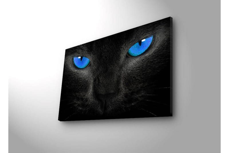 Canvastavla med LED-belysning 45x70 cm - Svart katt med intensiva blå ögon - Svart / Blå - Inredning & dekor - Tavlor & konst - Canvastavla