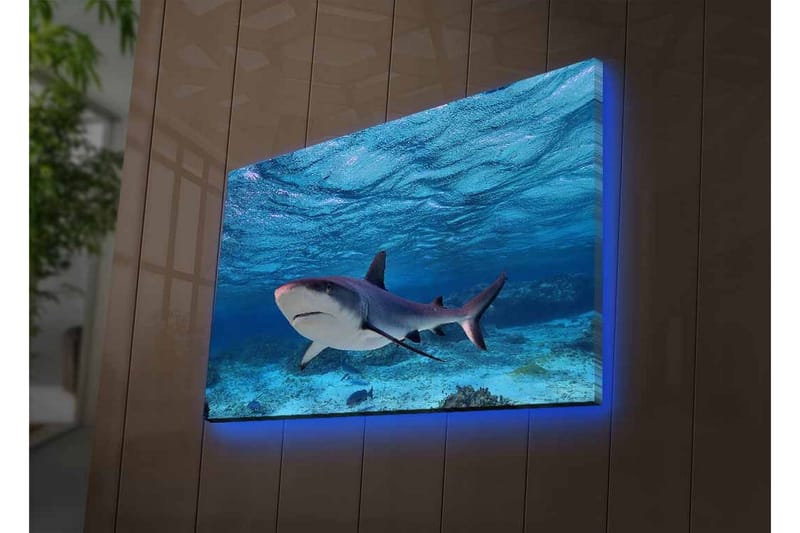 Canvastavla med LED-belysning - Haj simmande i klart blått vatten - Blå / Grå / Vit - Inredning & dekor - Tavlor & konst - Canvastavla