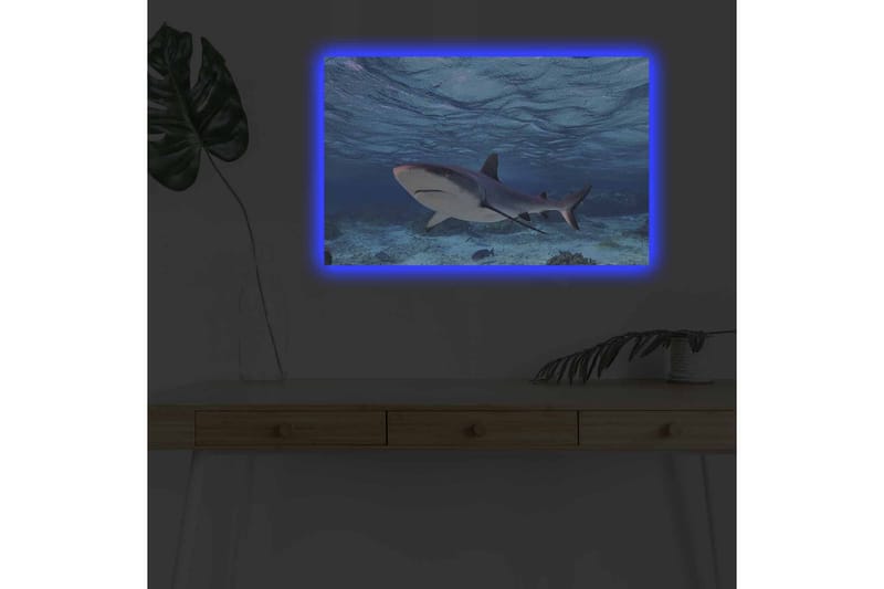 Canvastavla med LED-belysning - Haj simmande i klart blått vatten - Blå / Grå / Vit - Inredning & dekor - Tavlor & konst - Canvastavla