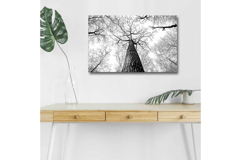 Canvastavla med LED-belysning - Högt perspektiv av en tall med grenar som sträcker sig mot himlen - Svart / Vitt - Inredning & dekor - Tavlor & konst - Canvastavla