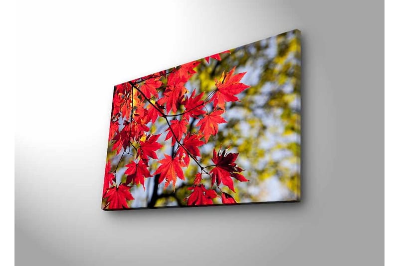 Canvastavla med LED-belysning - Ljust röda lönnlöv som hänger från en gren - Röd / Grön - Inredning & dekor - Tavlor & konst - Canvastavla