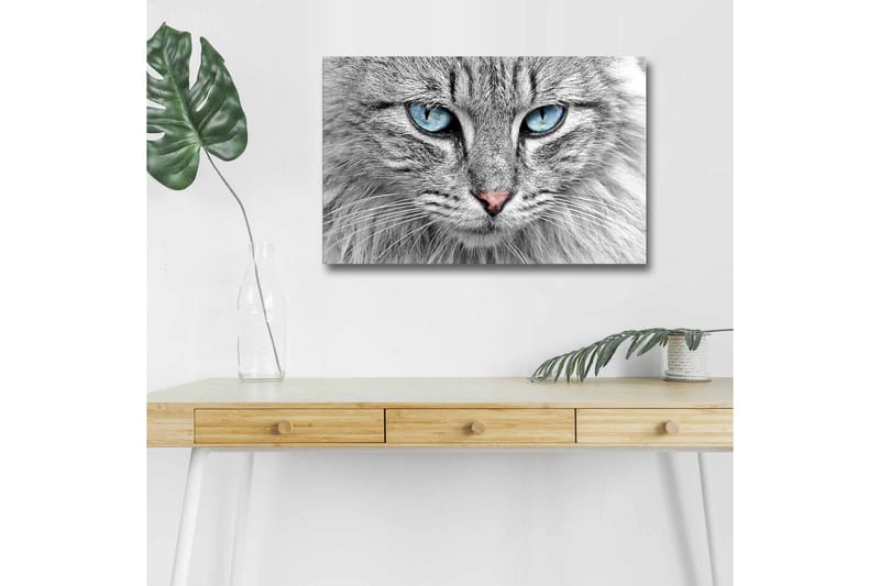 Canvastavla med LED-belysning - Närbild av en grå katt med blå ögon, Grå / Blå / Rosa