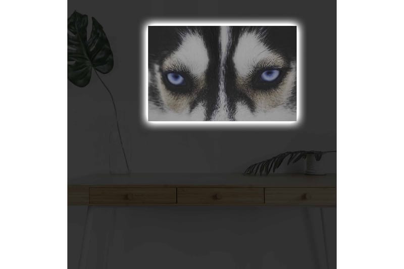 Canvastavla med LED-belysning - Närbild av en hund med intensiva blå ögon - Svart / Vit / Blå - Inredning & dekor - Tavlor & konst - Canvastavla