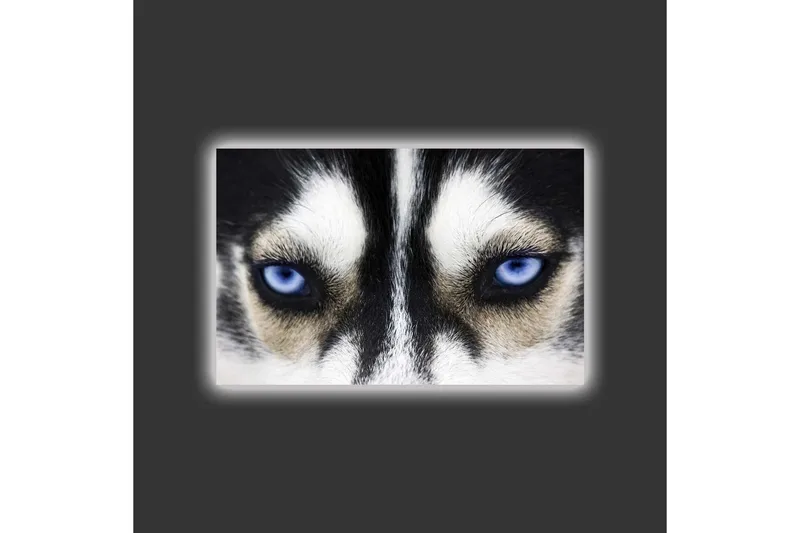 Canvastavla med LED-belysning - Närbild av en hund med intensiva blå ögon - Svart / Vit / Blå - Inredning & dekor - Tavlor & konst - Canvastavla