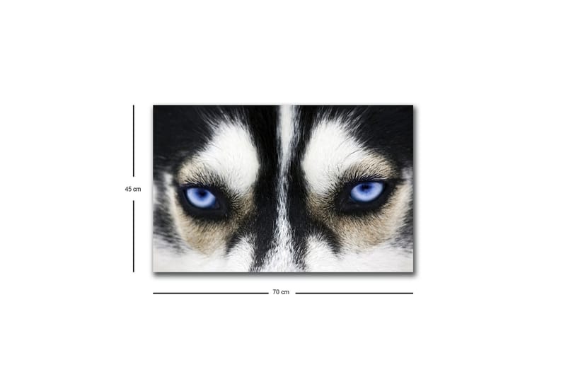 Canvastavla med LED-belysning - Närbild av en hund med intensiva blå ögon - Svart / Vit / Blå - Inredning & dekor - Tavlor & konst - Canvastavla