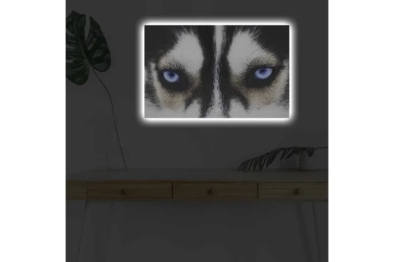 Canvastavla med LED-belysning - Närbild av en hund med intensiva blå ögon - Svart / Vit / Blå - Inredning & dekor - Tavlor & konst - Canvastavla
