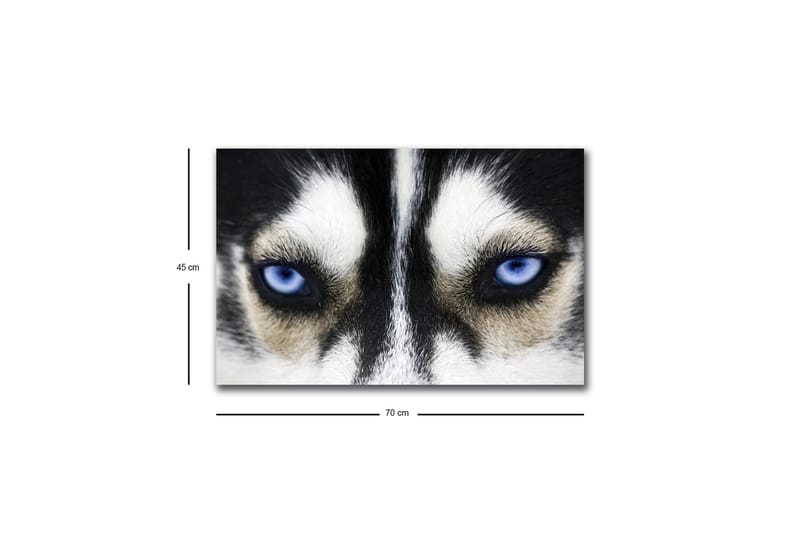 Canvastavla med LED-belysning - Närbild av en hund med intensiva blå ögon - Svart / Vit / Blå - Inredning & dekor - Tavlor & konst - Canvastavla