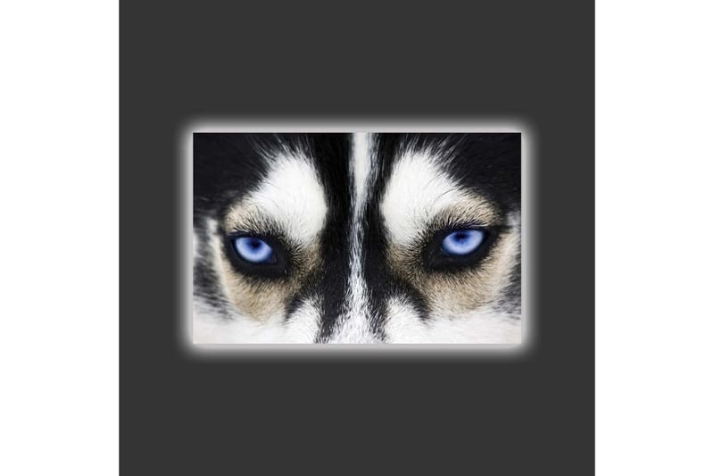 Canvastavla med LED-belysning - Närbild av en hund med intensiva blå ögon - Svart / Vit / Blå - Inredning & dekor - Tavlor & konst - Canvastavla