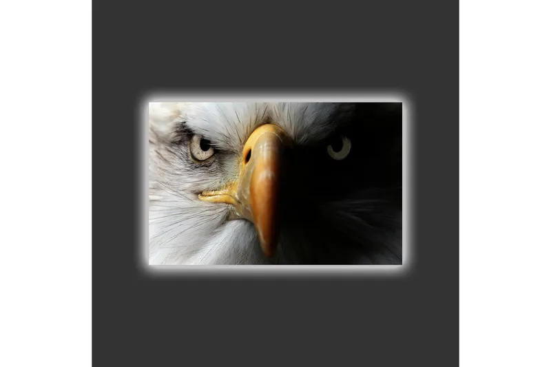 Canvastavla med LED-belysning - Närbild av en majestätisk örn med intensiva ögon - Vit / Svart / Orange - Inredning & dekor - Tavlor & konst - Canvastavla