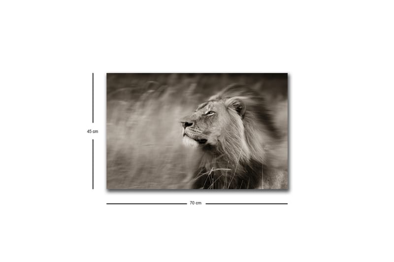 Canvastavla med LED-belysning - Ståtlig lejonprofil i svartvitt - Svart / Grå - Inredning & dekor - Tavlor & konst - Canvastavla