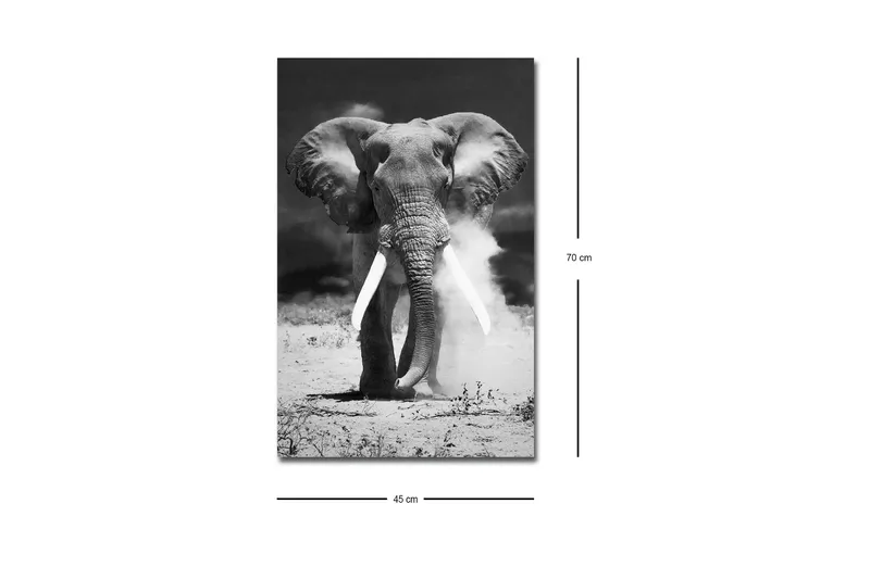 Canvastavla med LED-belysning - Storslagen elefant i svartvitt - Svart / Vitt - Inredning & dekor - Tavlor & konst - Canvastavla