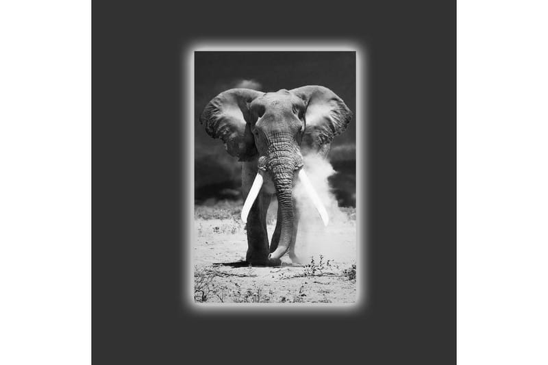 Canvastavla med LED-belysning - Storslagen elefant i svartvitt - Svart / Vitt - Inredning & dekor - Tavlor & konst - Canvastavla