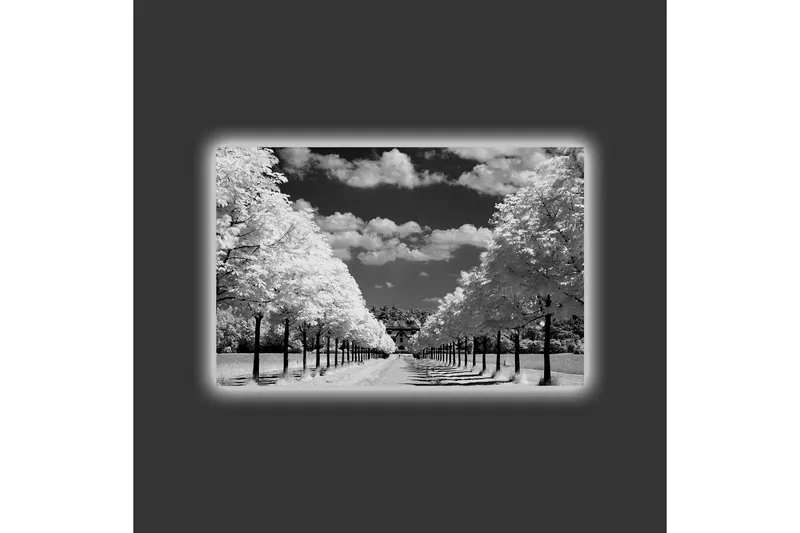 Canvastavla med LED-belysning - Svartvit landskapsbild med trädallé och hus i bakgrunden - Svart / Vitt / Grått - Inredning & dekor - Tavlor & konst - Canvastavla