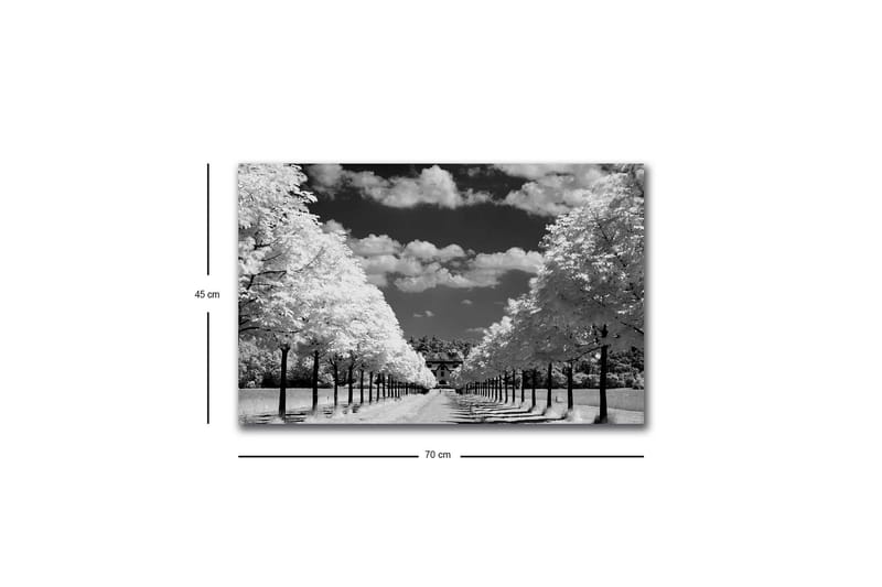 Canvastavla med LED-belysning - Svartvit landskapsbild med trädallé och hus i bakgrunden - Svart / Vitt / Grått - Inredning & dekor - Tavlor & konst - Canvastavla
