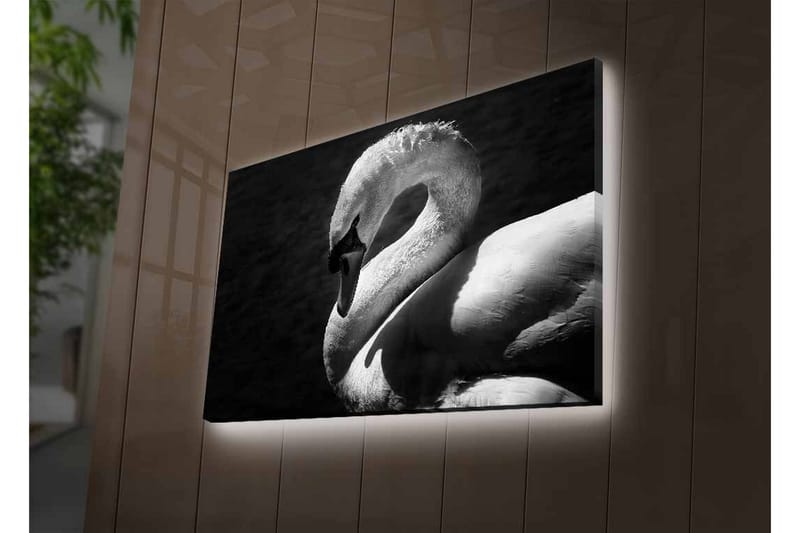 Canvastavla med LED-belysning - Svartvit svan i elegant pose - Svart / Vit - Inredning & dekor - Tavlor & konst - Canvastavla