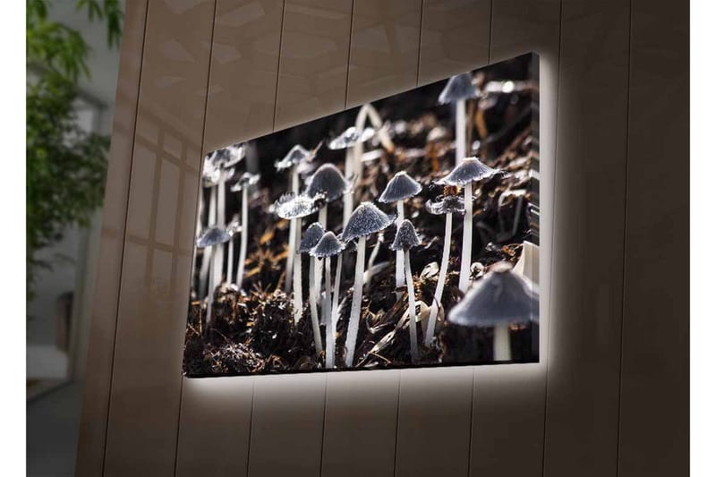 Canvastavla med LED-belysning - Svartvita svampar i en naturlig miljö - Svart / Vit / Grå - Inredning & dekor - Tavlor & konst - Canvastavla
