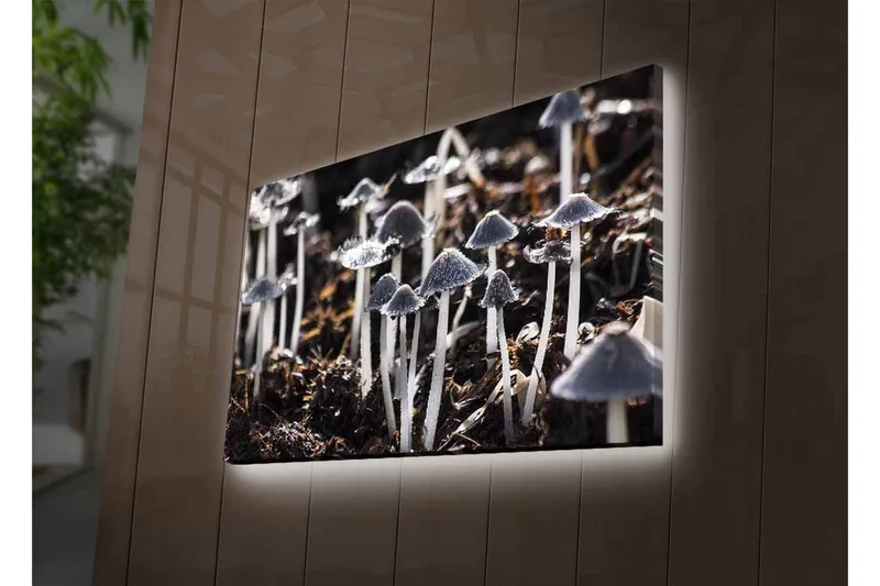 Canvastavla med LED-belysning - Svartvita svampar i en naturlig miljö - Svart / Vit / Grå - Inredning & dekor - Tavlor & konst - Canvastavla