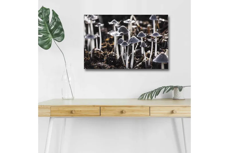 Canvastavla med LED-belysning - Svartvita svampar i en naturlig miljö, Svart / Vit / Grå
