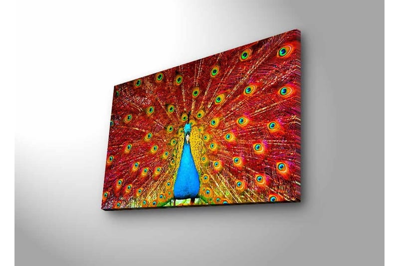 Canvastavla med LED-belysning - Praktfull påfågel med utspridda fjädrar i livfulla färger - Röd / Blå / Grön - Inredning & dekor - Tavlor & konst - Canvastavla