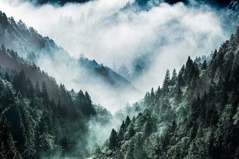 CANVASTAVLA MistyForest - Inredning & dekor - Tavlor & konst - Canvastavla