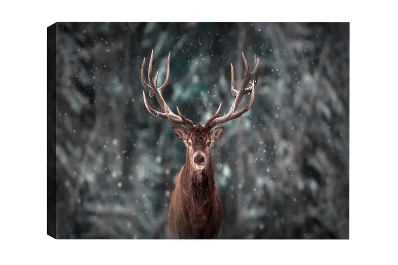 Canvastavla - Ståtlig älg med imponerande horn i snöig skogsmiljö - Brun / Grå / Vit - Inredning & dekor - Tavlor & konst - Canvastavla