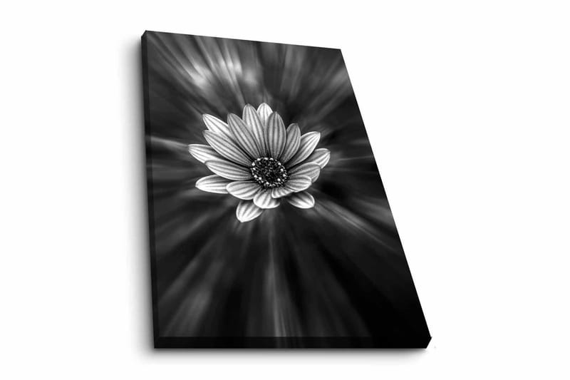 Canvastavla - Svartvit blomma med strålar av ljus som skapar en dramatisk effekt, Svart / Vit / Grå
