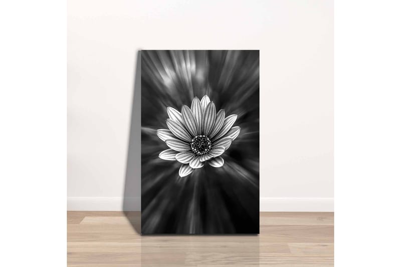 Canvastavla - Svartvit blomma med strålar av ljus som skapar en dramatisk effekt - Svart / Vit / Grå - Inredning & dekor - Tavlor & konst - Canvastavla
