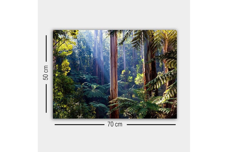 Canvastavla - Tyst skog med höga eukalyptusträd och frodig vegetation - Grön / Brun / Gul - Inredning & dekor - Tavlor & konst - Canvastavla