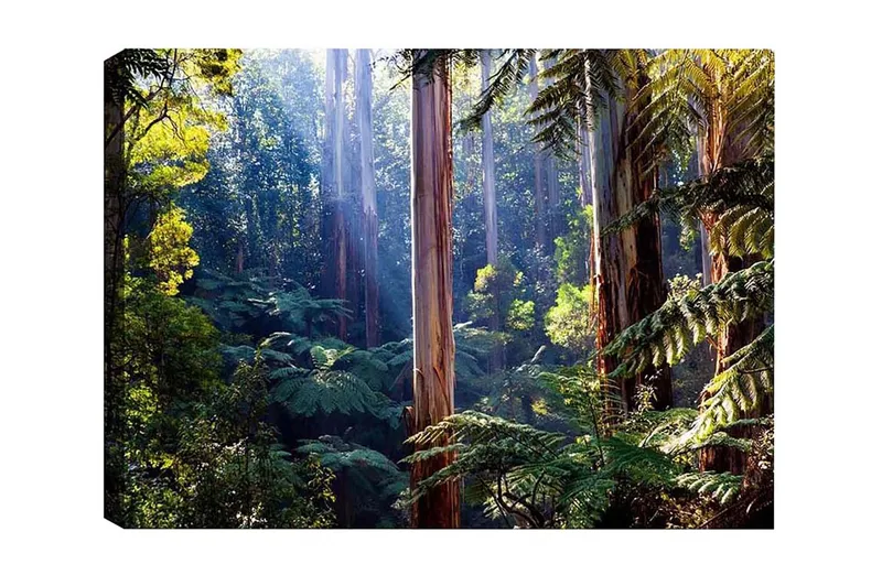 Canvastavla - Tyst skog med höga eukalyptusträd och frodig vegetation, Grön / Brun / Gul
