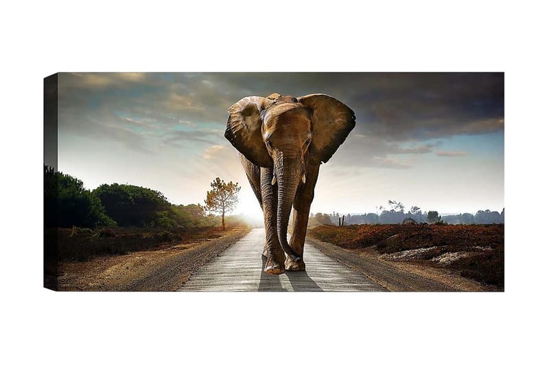 CANVASTAVLA YTY Animals Flerfärgad 120x50 cm - Inredning & dekor - Tavlor & konst - Canvastavla