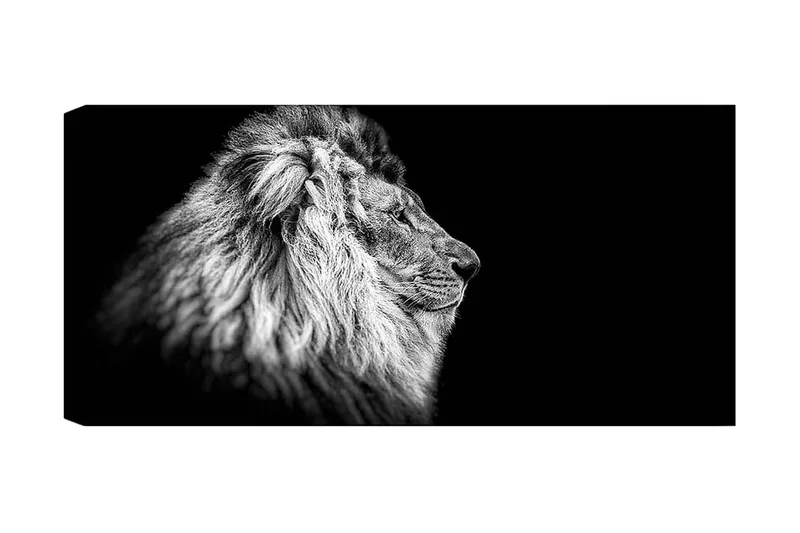 Canvastavla YTY Animals Flerfärgad, 120x50 cm