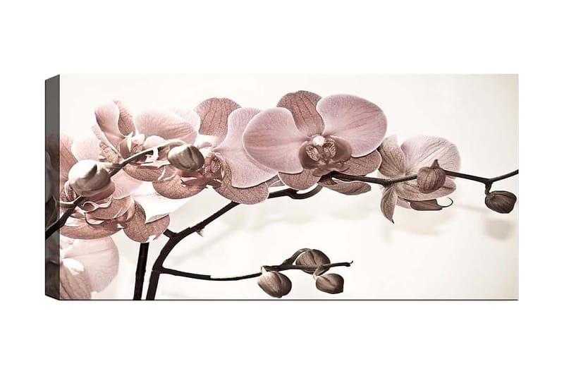 CANVASTAVLA YTY Floral & Botanical Flerfärgad 120x50 cm - Inredning & dekor - Tavlor & konst - Canvastavla