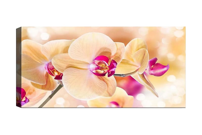 CANVASTAVLA YTY Floral & Botanical Flerfärgad 120x50 cm - Inredning & dekor - Tavlor & konst - Canvastavla