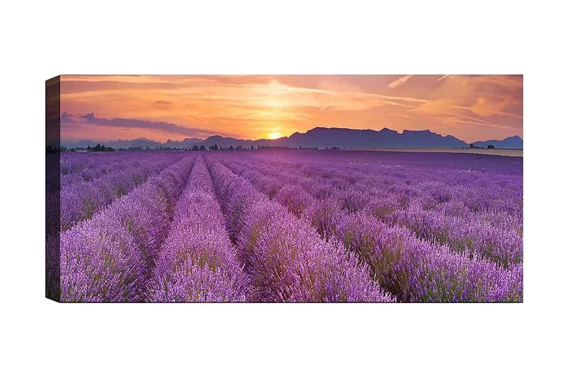 Canvastavla YTY Floral & Botanical Flerfärgad, 120x50 cm