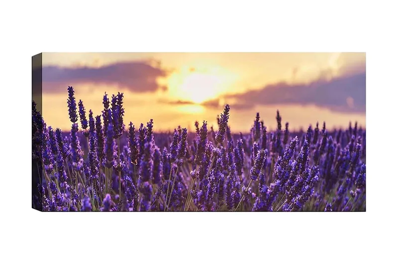 Canvastavla YTY Floral & Botanical Flerfärgad, 120x50 cm