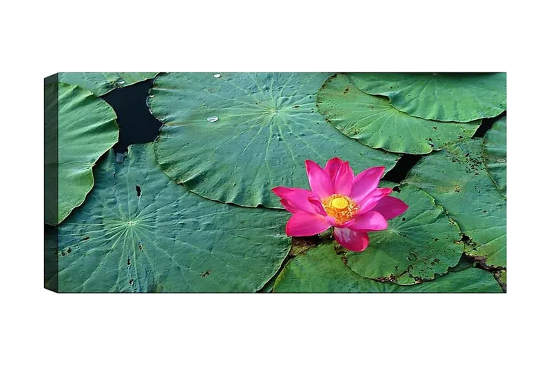 Canvastavla YTY Floral & Botanical Flerfärgad, 120x50 cm