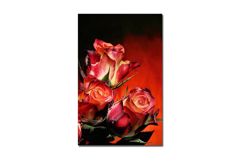 Dekorativ Canvastavla 45x70 cm, Flerfärgad