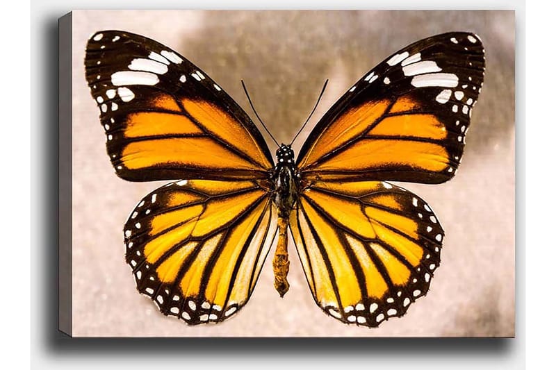 Dekorativ Canvastavla 50x70 cm - Flerfärgad - Inredning & dekor - Tavlor & konst - Canvastavla