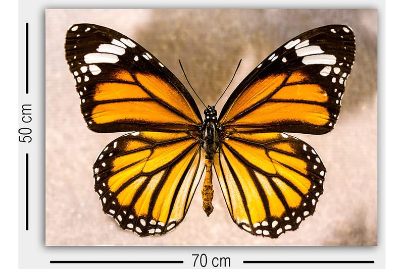 Dekorativ Canvastavla 50x70 cm - Flerfärgad - Inredning & dekor - Tavlor & konst - Canvastavla