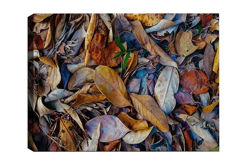 Dekorativ Canvastavla 50x70 cm, Flerfärgad