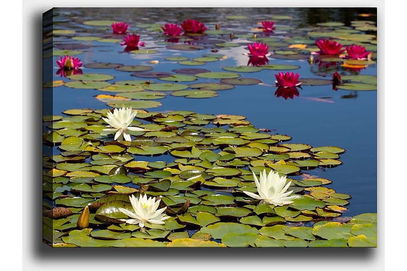 Dekorativ Canvastavla 50x70 cm - Flerfärgad - Inredning & dekor - Tavlor & konst - Canvastavla