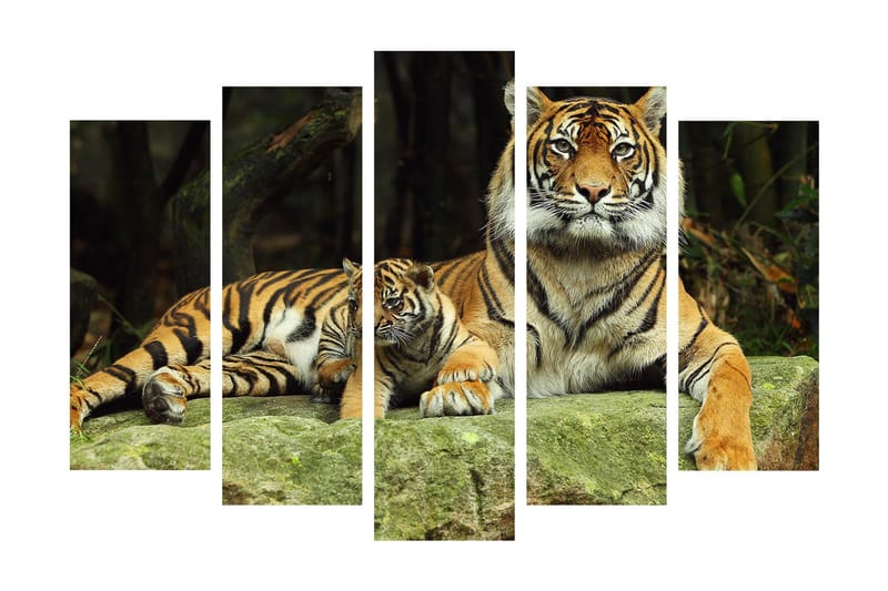 Stor Canvastavla i 5 delar 105x70 cm - Stolt tiger med unge som vilar på en sten - Orange / Svart / Beige - Inredning & dekor - Tavlor & konst - Canvastavla