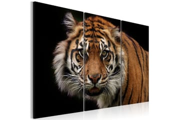 Tavla A Wild Tiger 120X80 Flerfärgad