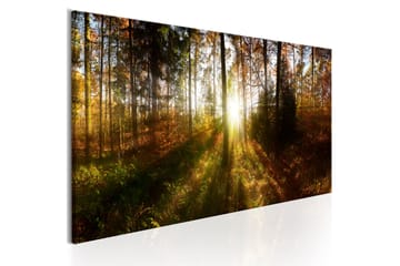 Tavla Beautiful Forest 150X50 Flerfärgad Landskap