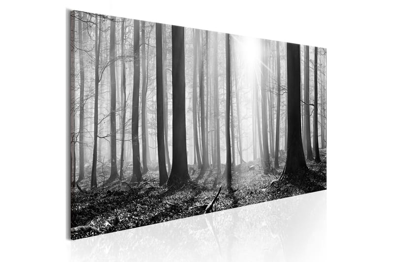 Tavla Black And White Forest 150x50, Artgeist sp. z o. o.
