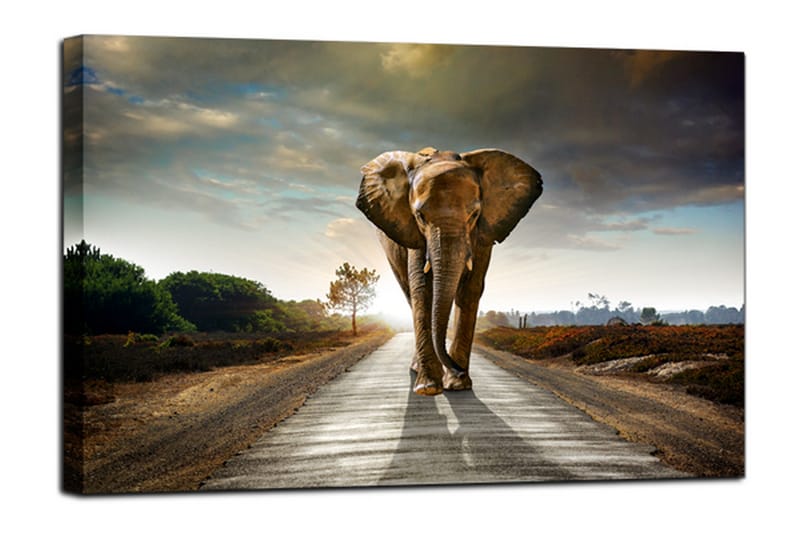 Tavla Canvas Elephant Flerfärgad 100X75 - 75x100 - Canvastavla
