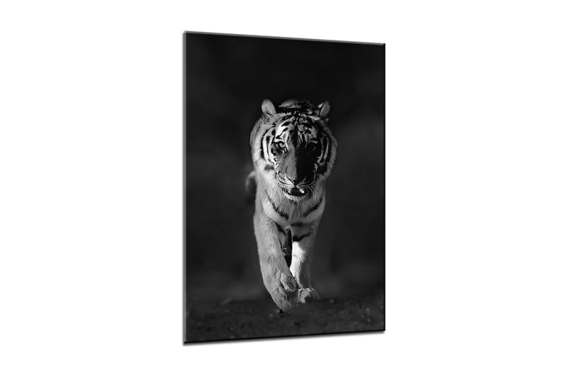 TAVLA Canvas Tiger 50x70 - Canvastavla