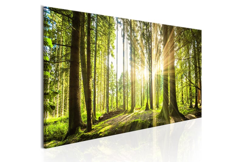 Tavla Daylight 135x45, Artgeist sp. z o. o.